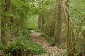 Tree Identification Walk