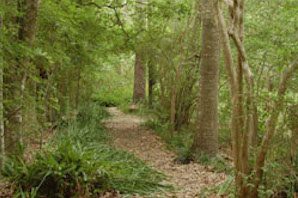 Tree ID Walk