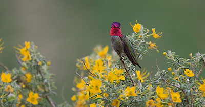 Great Backyard Bird Count
