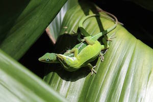 Frisky Fauna: Romance & Mating in the Animal Kingdom