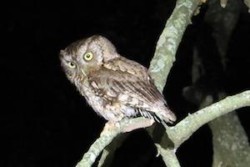 Park After Dark Night Hike