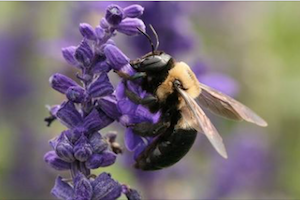 Adult Workshop: Gardening for Pollinators