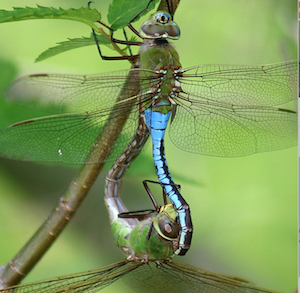 Frisky Fauna Adult Event