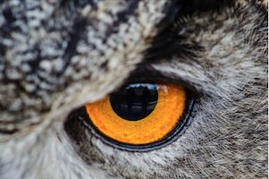 Birds and Booze Owl Prowl