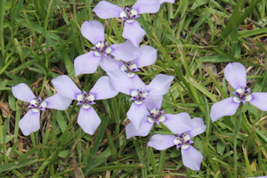 NDC Nature Story Time