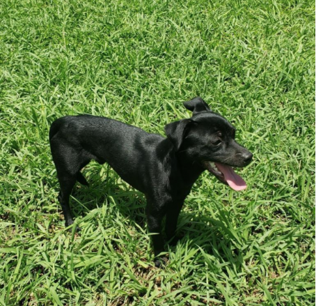 Found Chihuahua Mix BellaireConnect