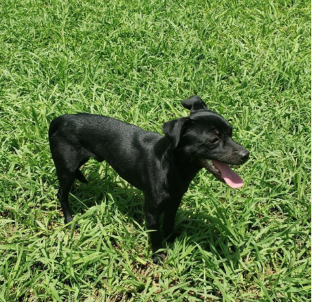 found black chihuahua