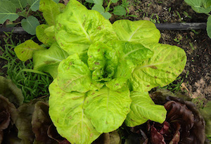Veggie Share