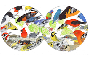 Spring Birding Road Trips