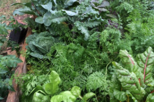 Sustainable, Eco-Friendly Food Gardening