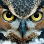 Profile picture of owleyes