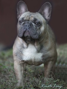 French Bulldog 5