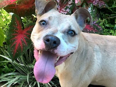 lost dog first