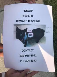 lost dog robindale