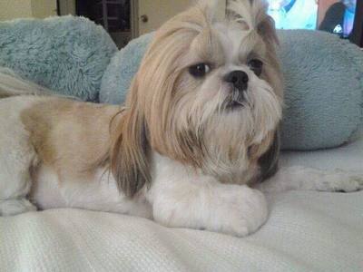 missing shihtzu