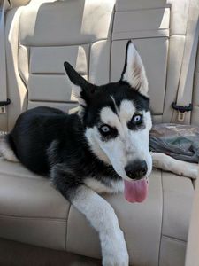 found husky