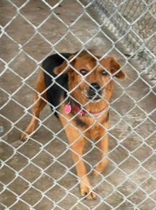 found dog sept 14 2