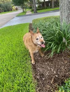 found terrier