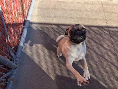 found pug 2