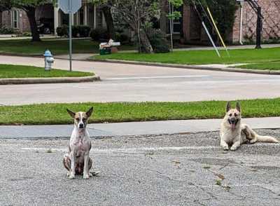 found two dogs